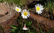 Anello Laghi di Ponteranica-Monte Avaro dai Piani il 3 giugno 2020  - FOTOGALLERY